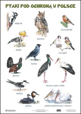 Okładka książki Plansza - Ssaki pod ochroną