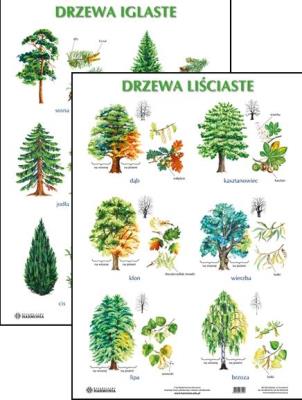 Opakowanie Plansza - Drzewa liściaste, drzewa iglaste