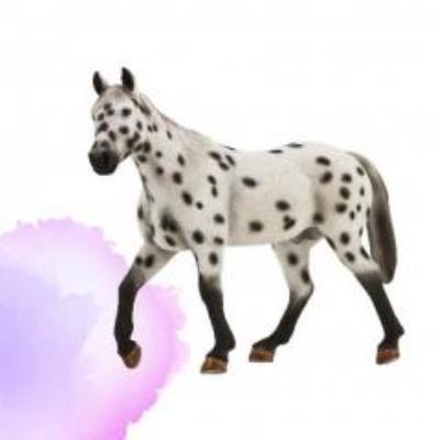 Opakowanie Ogier Appaloosa ANIMAL PLANET