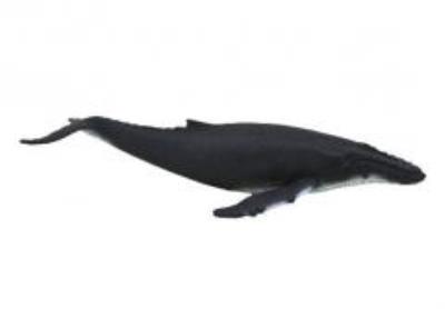 Opakowanie Humbak (kolekcja delux) ANIMAL PLANET