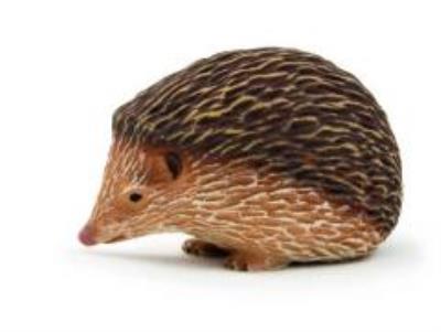 Opakowanie Jeż ANIMAL PLANET