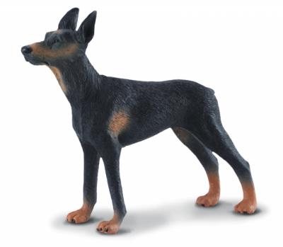 Okładka książki Pies doberman