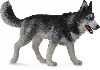 Opakowanie Pies Rasy Siberian Husky