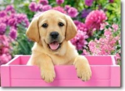 Puzzle 300 elementów Labrador Puppy in Pink Box. Autor: Castor. SmakLiter.pl Okładka książki Puzzle 300 elementów Labrador Puppy in Pink Box