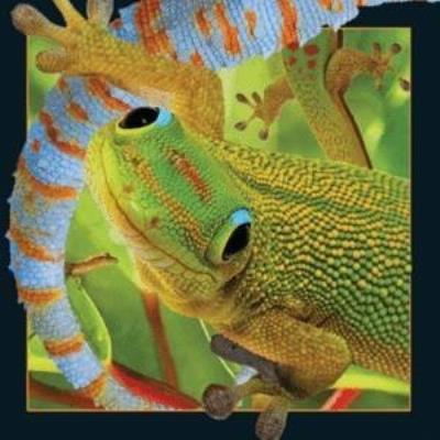 Opakowanie Magnes 3D Gekon