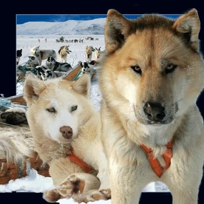 Okładka książki Magnes 3D Husky