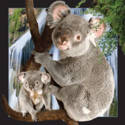 Opakowanie Magnes 3D Koala