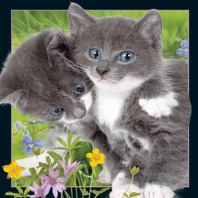 Opakowanie Magnes 3D Kocięta