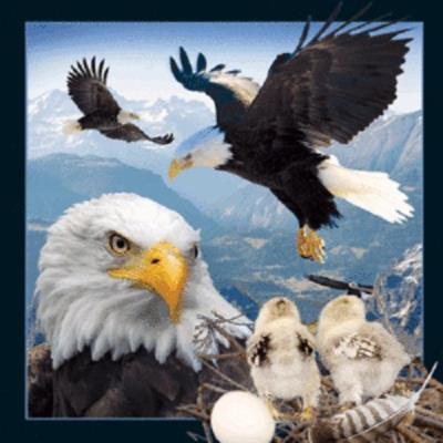 Opakowanie Magnes 3D Orzeł bielik