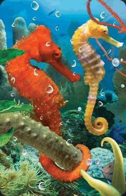 Opakowanie Mini kartka 3D Konik Morski