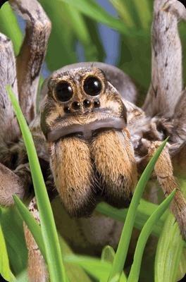 Opakowanie Mini kartka 3D Pająk