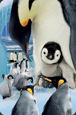 Opakowanie Mini kartka 3D Pingwin