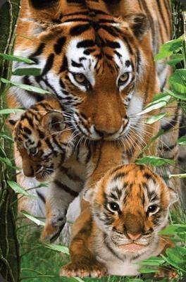 Opakowanie Mini kartka 3D Tygrys