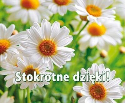 Perełka 263 Stokrotne dzięki!. Autor: Opracowanie zbiorowe. SmakLiter.pl Okładka książki Perełka 263 Stokrotne dzięki!