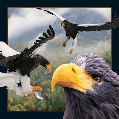 Opakowanie Pocztówka 3D Jastrząb