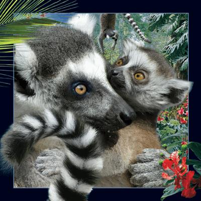 Opakowanie Pocztówka 3D Lemur