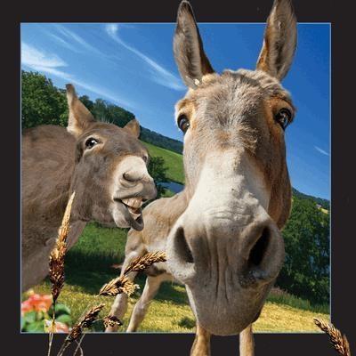 Opakowanie Pocztówka 3D Osioł