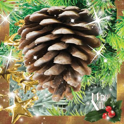 Opakowanie Pocztówka 3D Szyszka