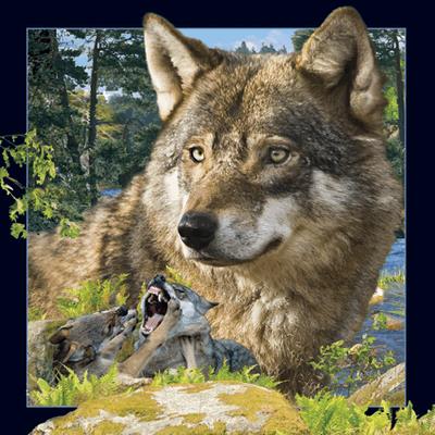 Opakowanie Pocztówka 3D Wilk