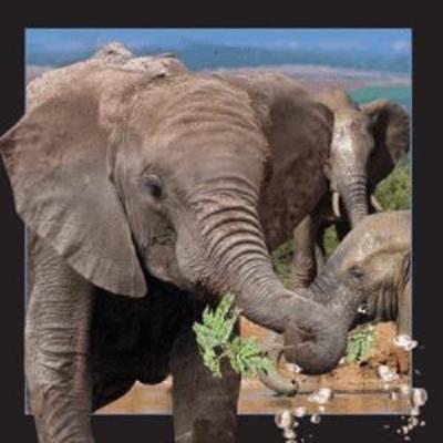 Opakowanie Magnes 3D Słoń