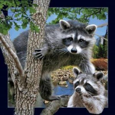 Opakowanie Magnes 3D Szop