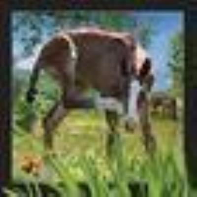 Opakowanie Magnes 3D Źrebię