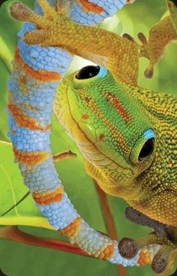 Opakowanie Mini kartka 3D Gekon