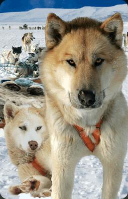 Opakowanie Mini kartka 3D Husky