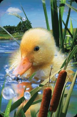 Opakowanie Mini kartka 3D Kaczątko