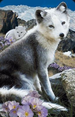 Opakowanie Mini kartka 3D Lis Polarny