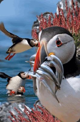 Opakowanie Mini kartka 3D Maskonur