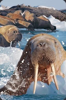 Opakowanie Mini kartka 3D Mors