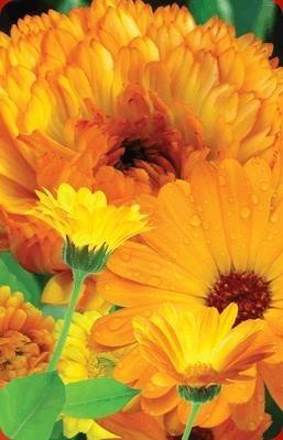 Opakowanie Mini kartka 3D Nagietek