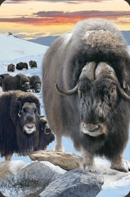 Opakowanie Mini kartka 3D Piżmowół