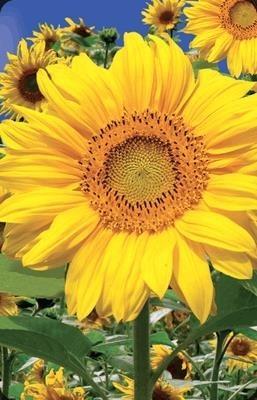 Opakowanie Mini kartka 3D Słonecznik