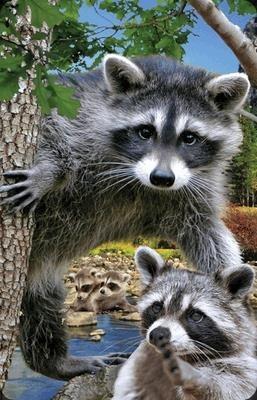 Opakowanie Mini kartka 3D Szop