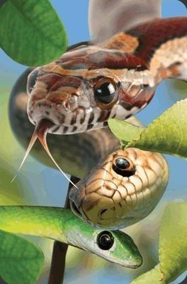 Opakowanie Mini kartka 3D Wąż