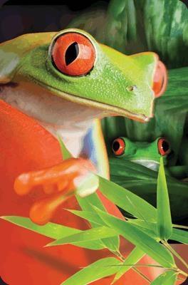 Opakowanie Minikartka 3D Żaba