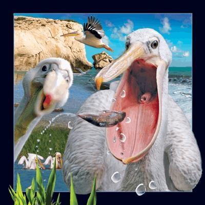 Opakowanie Pocztówka 3D Pelikan