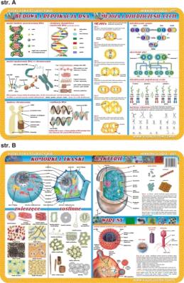 Podkładka edukacyjna. Komórki i tkanki, bakterie i wirusy, D. Autor: inne. SmakLiter.pl Okładka książki Podkładka edukacyjna. Komórki i tkanki, bakterie i wirusy, D