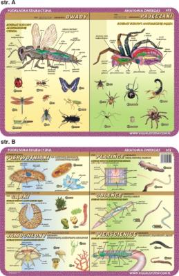 Podkładka edukacyjna. Owady, pajęczaki, pierwotniaki, płaziń. Autor: inne. SmakLiter.pl Okładka książki Podkładka edukacyjna. Owady, pajęczaki, pierwotniaki, płaziń