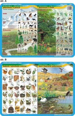 Podkładka edukacyjna Piętrowość w górach i lesie, mieszkania. Autor: inne. SmakLiter.pl Okładka książki Podkładka edukacyjna Piętrowość w górach i lesie, mieszkania