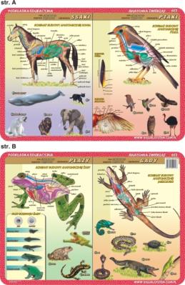 Podkładka edukacyjna. Płazy, gady, ssaki, ptaki. Autor: inne. SmakLiter.pl Okładka książki Podkładka edukacyjna. Płazy, gady, ssaki, ptaki