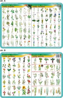 Podkładka edukacyjna. Rośliny ogrodowe, uprawne, pospolite i. Autor: inne. SmakLiter.pl Okładka książki Podkładka edukacyjna. Rośliny ogrodowe, uprawne, pospolite i