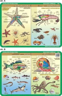 Podkładka edukacyjna. Szkarłupnie, skorupiaki, mięczaki, ryb. Autor: inne. SmakLiter.pl Okładka książki Podkładka edukacyjna. Szkarłupnie, skorupiaki, mięczaki, ryb
