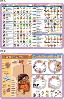 Podkładka edukacyjna. Szkielet, mięśnie, mózg i zmysły człow. Autor: inne. SmakLiter.pl Okładka książki Podkładka edukacyjna. Szkielet, mięśnie, mózg i zmysły człow