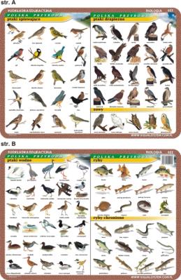 Podkładka edukacykna Ptaki: wodne, śpiewające, drapieżne; ry. Autor: inne. SmakLiter.pl Okładka książki Podkładka edukacykna Ptaki: wodne, śpiewające, drapieżne; ry