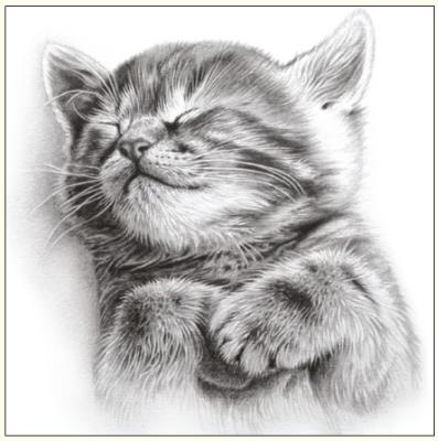 Okładka książki Karnet kot szkic 16x16 + koperta