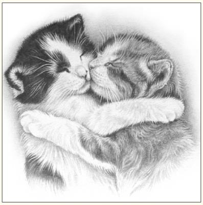 Okładka książki Karnet koty szkic 16x16 + koperta