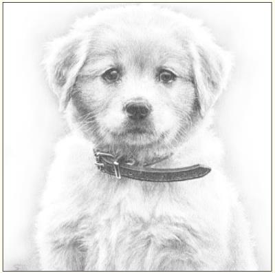 Okładka książki Karnet pies szkic 16x16 + koperta